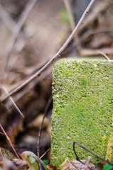 moss covered concrete block near weeds