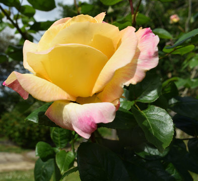 Splendeur de la rose jaune