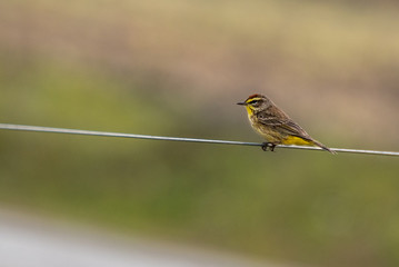 A Beautiful Palm Warbler Posing while Perched on a Wire Fence