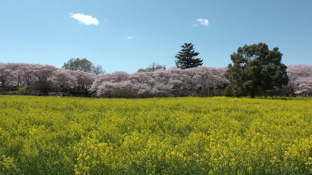 SATTE,  SAITAMA,  JAPAN - CIRCA APRIL 2019 : CHERRY BLOSSOMS and RAPE FLOWER (CANOLA FLOWER).  Spring season.