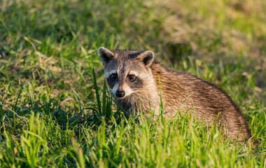 A Raccoon  Wandering The Wetlands of Savannah Wildlife Refuge