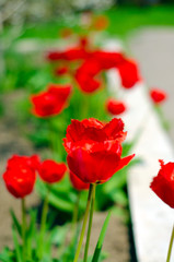 Red tulips plants green grass on blur background