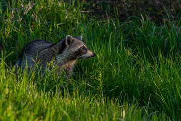A Raccoon  Wandering The Wetlands of Savannah Wildlife Refuge