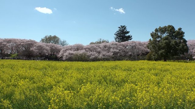 SATTE,  SAITAMA,  JAPAN - CIRCA APRIL 2019 : CHERRY BLOSSOMS and RAPE FLOWER (CANOLA FLOWER).  Spring season.