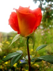 сад, огород