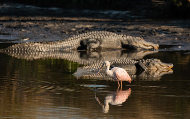 Roseate Spoonbill Braving the Alligators in South Carolina