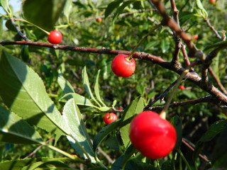 сад, огород