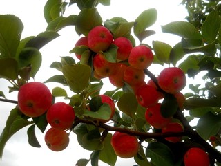 сад, огород