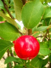 сад, огород