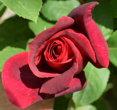Bientot ce bouton de rose rouge deviendra une belle et grande rose rouge