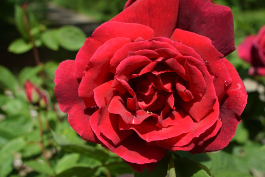 Millefeuille de p&eacute;tales de rose rouge