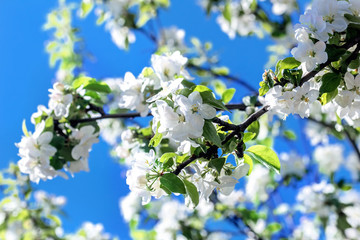 Flowering branches of apple