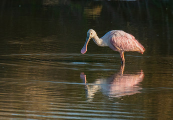 Obraz premium Roseate Spoonbill on a Lake in South Carolina at Sunrise