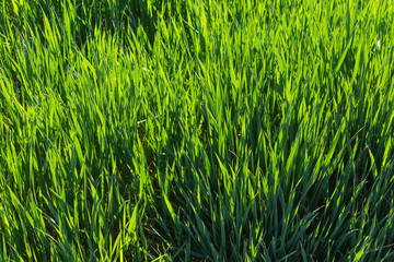 Young fresh spring grass against the light.