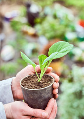 plant seedling in the hands of man.