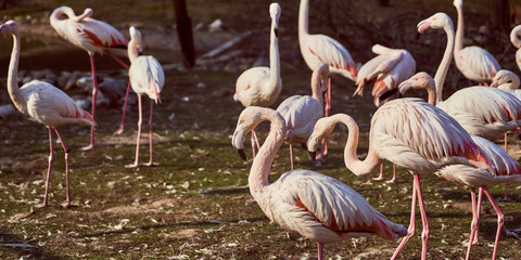 pink flamingos in the zoo flock of birds walking on the grass