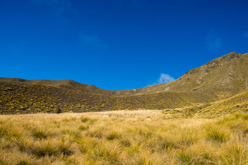 Yellow rapeseed field. Aerial view agricultural. Nature and beautiful in New Zealand