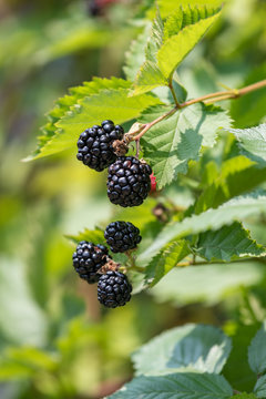 Ripe blackberry fruit, on the branch