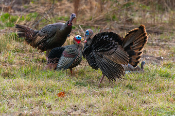 Wild Turkey and Decoy in South Carolina