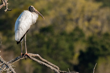 Wood Stork Foraging for Food at the Lake Shore