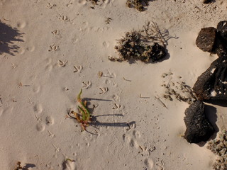 LANZAROTE - iles Canaries