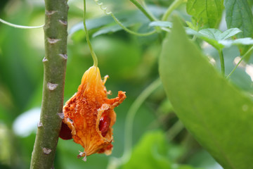 Bitter Cucumber yellow color on tree fresh in nature background