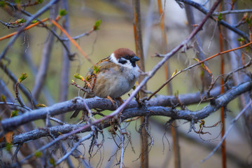  sparrow on a branch, bird