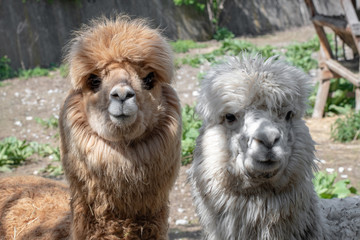 Portrait of cute Alpaca or Vicugna pacos.