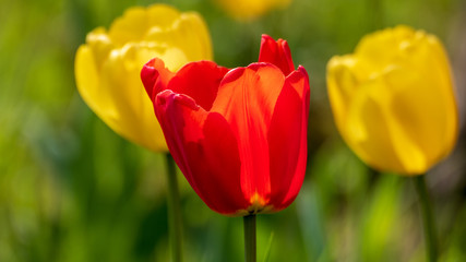 Tulpen