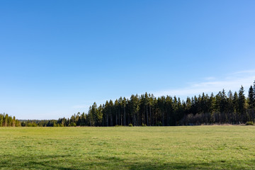 Fototapeta premium coniferous forest with green field