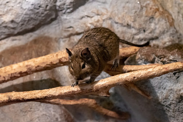 Close-up portrait of cute animal small pet Chilean common degu