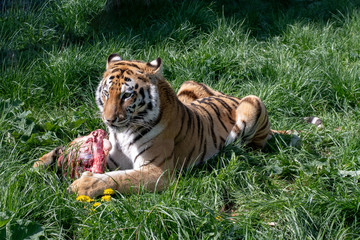 Siberian tiger (Panthera tigris) also  known as the Amur Tiger