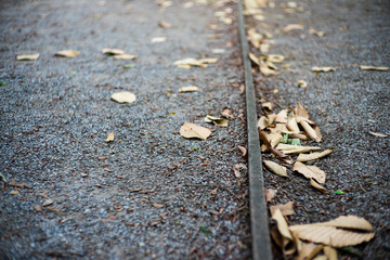 Green leaves lying in the park