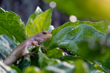 The lizards slept on the branches with wet leaves.