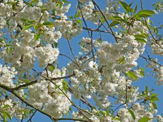 white cherry blossom in bright sunlight against a vibrant blue sky