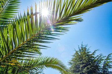 Fototapeta premium Green palm tree on blue sky background