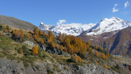 Naklejka premium foret en montagne