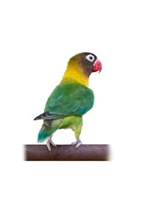 Yellow-collared Lovebird or Masked Lovebird perching on bar isolated on white background