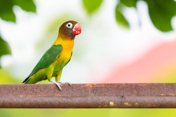 Yellow-collared Lovebird or Masked Lovebird perching on bar isolated on blur background