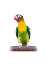 Fototapeta na wymiar Yellow-collared Lovebird or Masked Lovebird perching on bar isolated on white background