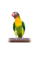 Yellow-collared Lovebird or Masked Lovebird perching on bar isolated on white background