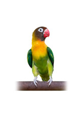 Fototapeta na wymiar Yellow-collared Lovebird or Masked Lovebird perching on bar isolated on white background