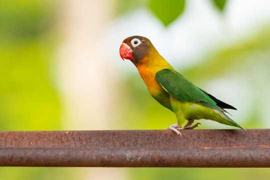 Yellow-collared Lovebird or Masked Lovebird perching on bar isolated on blur background