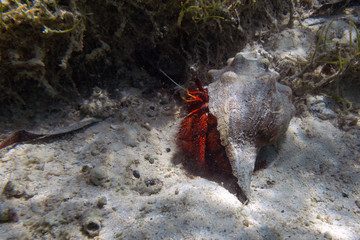 Marine red hermit crab in the shell underwater at the sandy bottom of a lagoon
