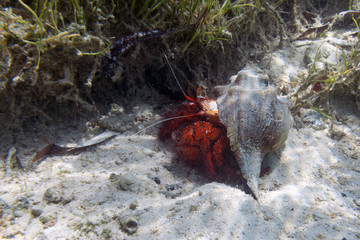 Marine red hermit crab in the shell underwater at the sandy bottom of a lagoon