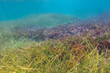 Underwater thickets from brown and green seaweed of at the bottom of a lagoon near tropical Mauritius island