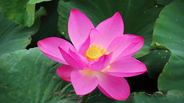 A pink lotus flower and lotus bud in a pond. Pink lotus flower and lotus