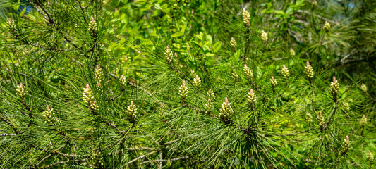 Lot of pollination bud pinecone on the branches of Pitsunda pine Pinus brutia pityusaon. Sunny day in spring garden. Nature concept for design. Selective focus