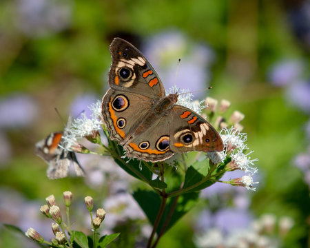 Close-up of buckeye butterfly on white flowers