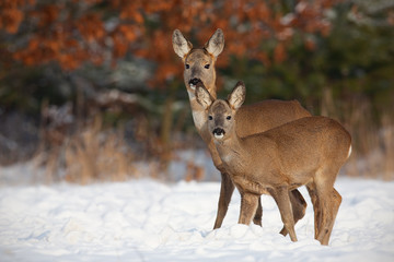 Roe deer, capreolus capreolus, family in deep snow in winter. Cute wild animals standing close together. Herd of animals enyojing their presence. Happy wildlife scenery with positive emotions. Mammals